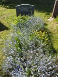 image of grave number 391920